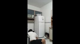Household chaos: man and dog join forces in hilarious mouse chase!