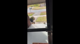 Curious Cleveland squirrel invades front porch for pumpkin seed feast