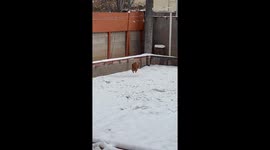 Prancing Through The Snow