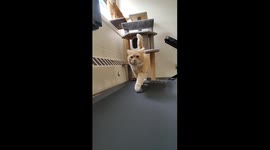 The Most Pawsome Fitness Influencer