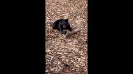 It's the Bear's Rug Now