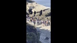 Sea Lions Chase Away Tourists