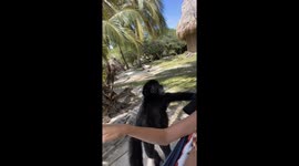 Monkey Just Wants to Cuddle