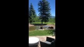 Playful Bear Cubs Swim in Backyard Pond