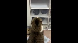 Pet cat climbs into narrow shoe box