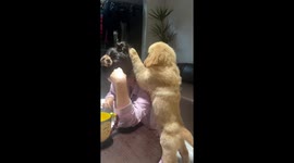 Golden Retriever yearns for attention from woman playing with phone