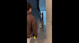 Pet Shiba Inu dog goes completely the wrong way when owner plays fetch