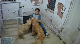 Affectionate golden retrievers shower their owner with love
