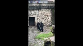 Black bears fight in front of shocked zoo visitors in China
