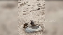 Curious monkey plays with smartphone dropped into enclosure