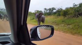 Tense moment young elephants appear to 'have a go' at nearby safari vehicle