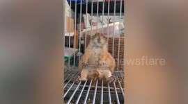 Stuffed! Chubby prairie dog flops in cage like a human after a big meal