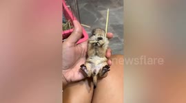 This baby prairie dog eating straw is the cutest thing