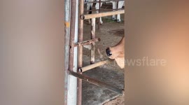 Smart baby cow unclocks gates of farm enclosure without help