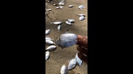 Locals baffled as thousands of fish wash up dead on Indonesian beach