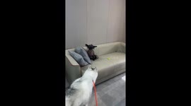 Peculiar Looking Dog with scruffy appearance in China