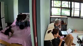 Cheeky pet cat steals bra as couple sit on sofa