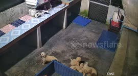 Golden Retriever puppies rescued as floodwater fills room