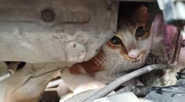 Husband removes cat stuck under neighbour's car engine