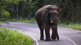 Wild elephant emerges from trees and kicks pickup truck