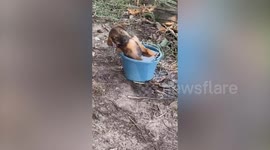 Puppy almost falls asleep while soaking in water bucket