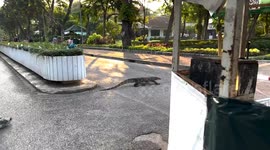 Monitor lizard crawls through park to reach canal