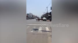 Escaped cows cause traffic jams by standing on zebra lane