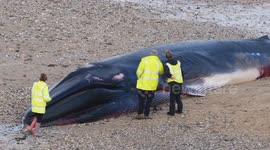 Huge 16-metre-long whale found dead on Cornwall beach