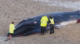 Vast 16 metre Fin whale is washed up on a tourist beach in Newquay Cornwall UK