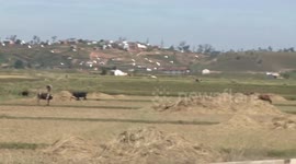 Chinese hybrid rice helps Africa enhance food security