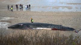 Huge fin whale washes up on Fistral beach in Newquay, Cornwall