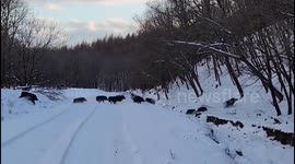 Herd of wild boars cross snow-blanketed road in perfect order in northern China