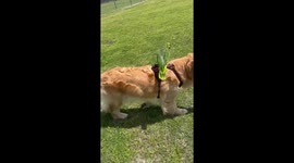Bird Rides Its Mighty Steed