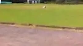 Hoghton Cricket Club - traveller child empties rubbish on wicket