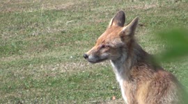How to outwit a Fox! Includes close up footage taken in Exeter . . .
