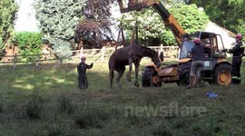 Firefighters save horse from 6ft sinkhole in two-hour rescue mission