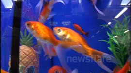 Pets at Home open Tiverton store