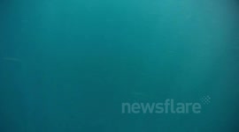 Great White Comes Too Close Edit