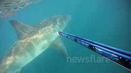 Terrifying encounter with a great white shark