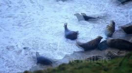 gwithian seal population north cornwall uk could be in danger from future danger