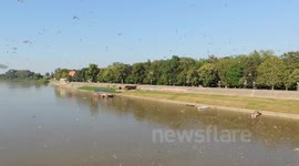 swarming mayflies - view from the bridge (June 2013)