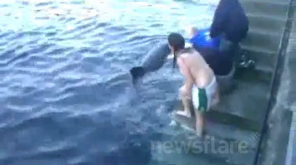 Dusty the Dolphin Attack