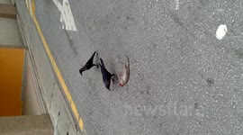 Crows eating rat after it run over by car
