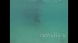 Barbados Dolphin Rescue