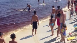 Hammerhead Shark Pulled Ashore Panama City Beach