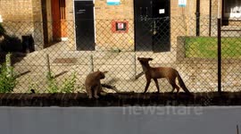 Cat blocks Urban Fox's path