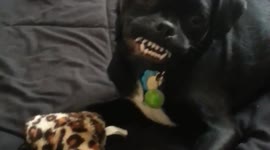 Cute dog with funny toothy grin