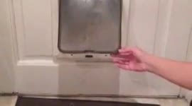 Owl in a flap