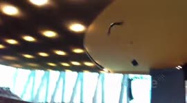 Bald Eagle Flying into Window