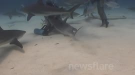 Shark Hook Removal